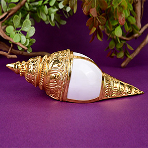 Vamavarti Shankh with 92.5 Sterling Silver Cover - XIV